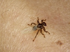 Hippoboscidae
