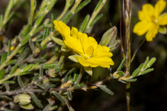 Hibbertia australis