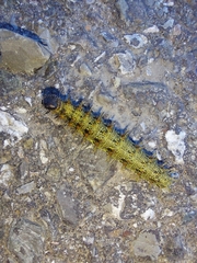 Nymphalidae