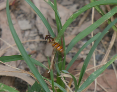 Episyrphus viridaureus