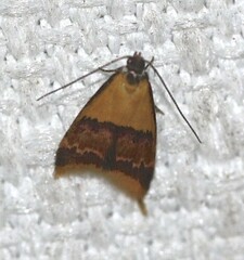 Hapaloteucha polemistis