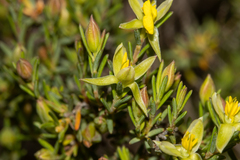 Hibbertia devitata