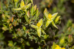 Hibbertia devitata