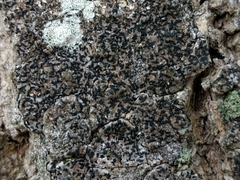 Alyxoria varia