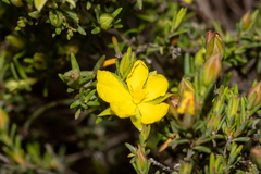 Hibbertia devitata