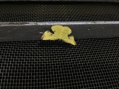 Corymica vesicularia