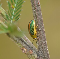 Calomela parilis
