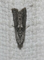 Sciota melanostyla