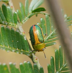 Calomela parilis