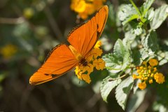 Dryas iulia