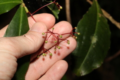 Tapeinosperma repandulum