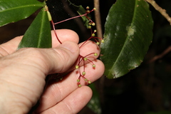 Tapeinosperma repandulum