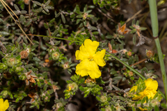 Hibbertia sericea