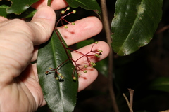 Tapeinosperma repandulum