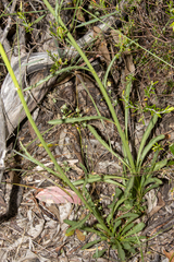 Ptilotus macrocephalus