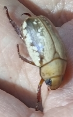 Anoplognathus concolor