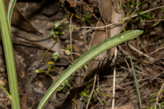 Ptilotus macrocephalus