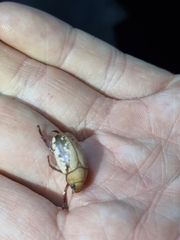 Anoplognathus concolor