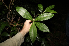 Tapeinosperma repandulum