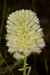 Ptilotus macrocephalus
