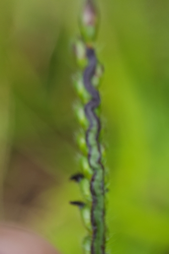 Urochloa eminii image