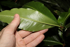 Tapeinosperma repandulum