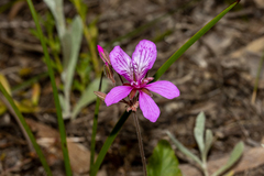 Pelargonium rodneyanum