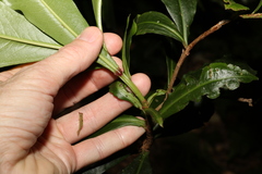 Tapeinosperma repandulum