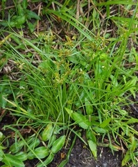 Cyperus flavescens