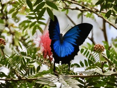 Papilio ulysses