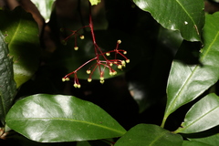 Tapeinosperma repandulum