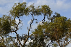 Platycercus elegans adelaidae