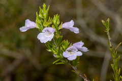 Prostanthera behriana