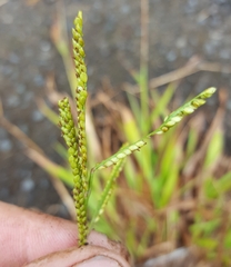 Paspalum mandiocanum