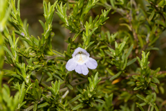 Prostanthera behriana