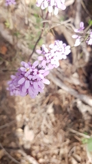 Iberis