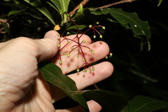 Tapeinosperma repandulum