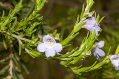 Prostanthera behriana