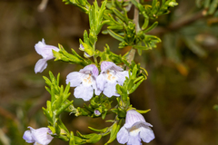Prostanthera behriana