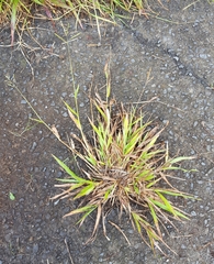 Paspalum mandiocanum