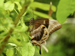 Papilio ulysses