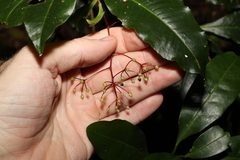 Tapeinosperma repandulum