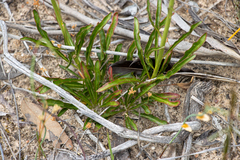 Ptilotus macrocephalus