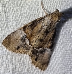 Alophosoma emmelopis