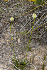 Ptilotus macrocephalus
