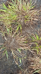 Paspalum mandiocanum