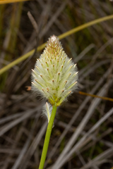 Ptilotus macrocephalus