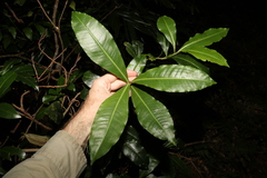 Tapeinosperma repandulum