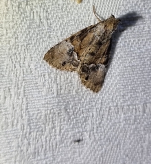 Alophosoma emmelopis