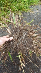 Paspalum mandiocanum